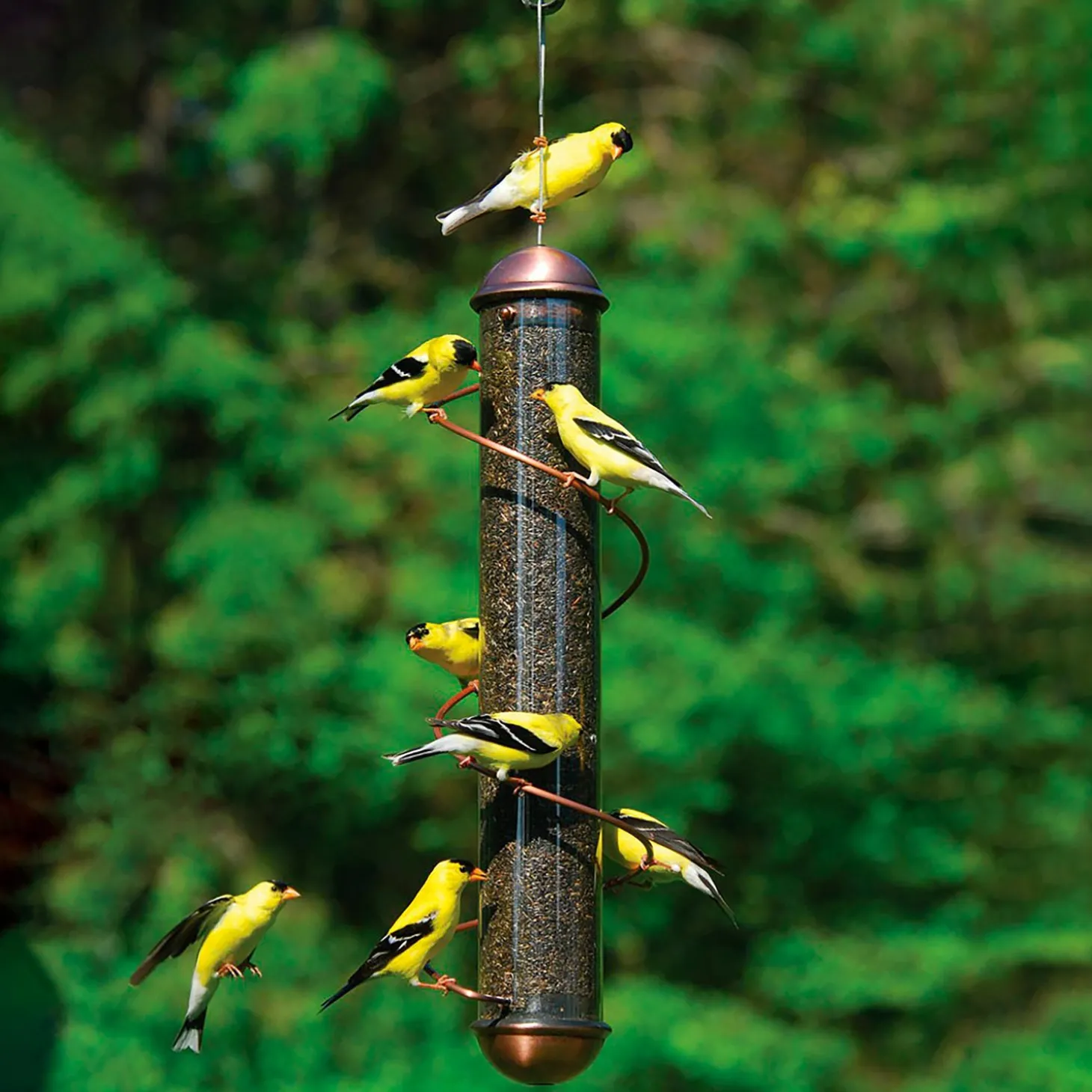 Bird Feeders>Plow & Hearth -Colored Spiral-Perch Finch Bird Feeder Copper