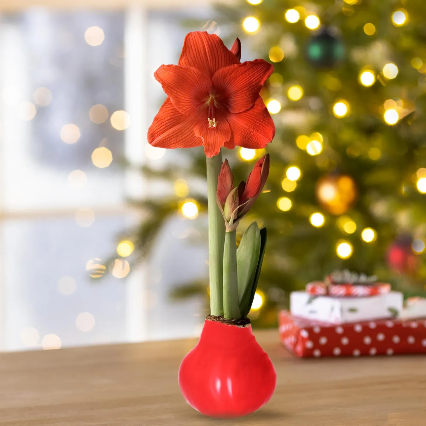 Bulb Gardens & Florals>Plow & Hearth Waxz Solid Color Self-Contained Amaryllis Flower Bulb Red