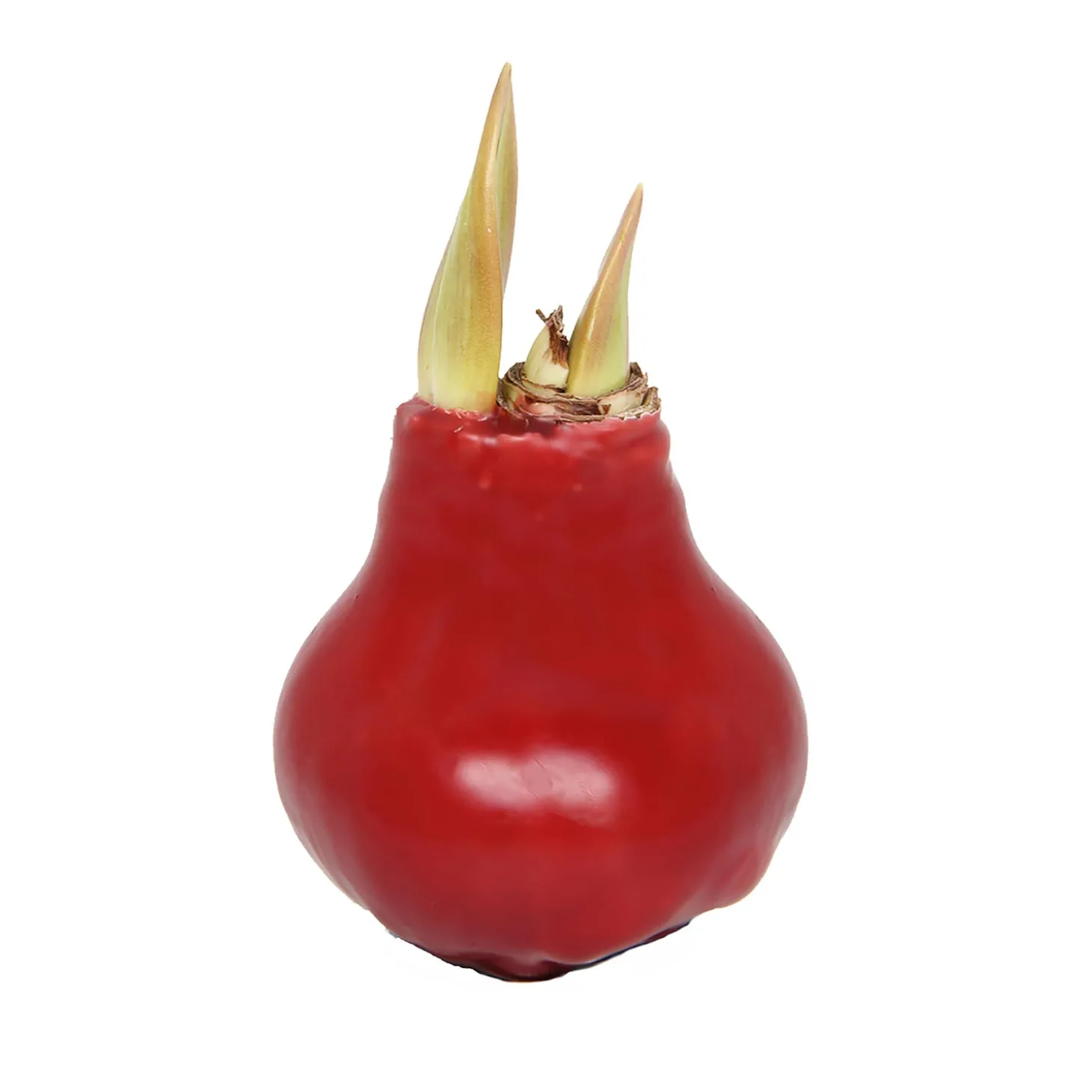 Bulb Gardens & Florals>Plow & Hearth Waxz Solid Color Self-Contained Amaryllis Flower Bulb Red