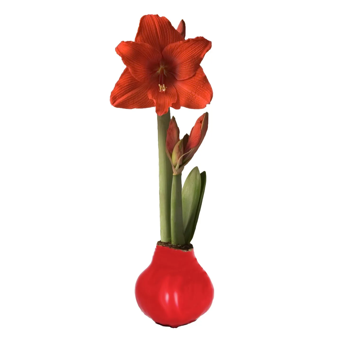 Bulb Gardens & Florals>Plow & Hearth Waxz Solid Color Self-Contained Amaryllis Flower Bulb Red
